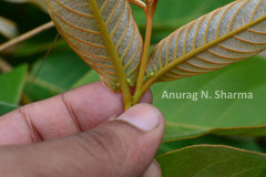 Terminalia gella